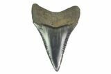 Serrated, Fossil Great White Shark Tooth - South Carolina #142305-1